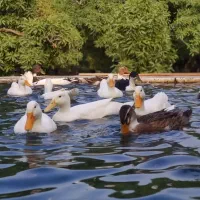 تخم اردک تازه و محلی|خوردنی و آشامیدنی|نجف‌آباد, رجایی شمالی|دیوار