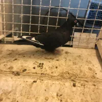 کفتر پرش صید|پرنده|مشهد, عبادی|دیوار