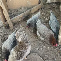 تخم مرغ طوس|حیوانات مزرعه|فاضل آباد, |دیوار