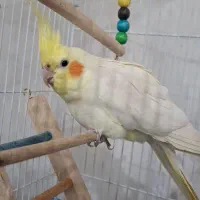 عروس هلندی نر|پرنده|پیر بکران, |دیوار