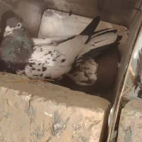 کفتر|پرنده|شهرضا, |دیوار