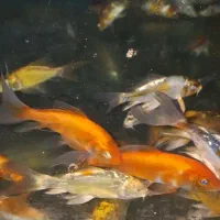 کوی پوست چرم باله بلند|ماهی|چهارباغ, |دیوار