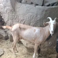 بز سانن جوان