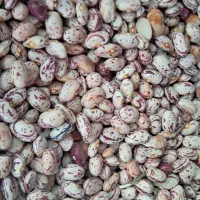 لوبیا‌ چیتی‌ امسال