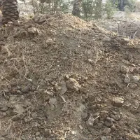 کود گاو