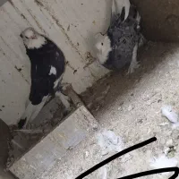 هما|پرنده|تهران, شهرک ابوذر|دیوار