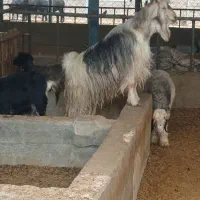 دوبر جلو گله