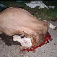 خریدوفروش گاو گوسفند شکسته حذفی