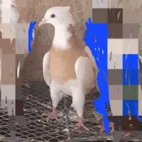 کبوتر طوقی|پرنده|دشت ذهاب, |دیوار