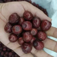 عناب زعفران و زرشک|خوردنی و آشامیدنی|شیراز, دروازه قران|دیوار