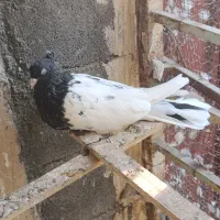 کبوتر رنگی|پرنده|گله دار, |دیوار