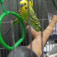 ۳عدد مرغ عشق|پرنده|ایلام, |دیوار