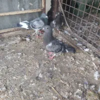 کبوتر|حراج|اهواز, شهرک دانشگاه|دیوار