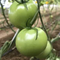 کارگر گلخانه