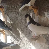 ساده سیاه|پرنده|ملکآباد, |دیوار