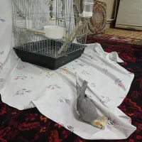 عروس هلندی  ۳۰۰۰۰۰۰ تومان