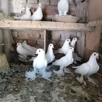 12عدد کفتر لوتی