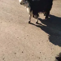 کهره داشتی|حیوانات مزرعه|ایذه, |دیوار