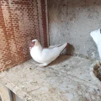 کبوتر هلمت امریکایی طوقی مسافتی