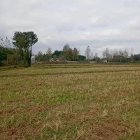 زمین شالیزاری شاندرمن|فروش دفتر صنعتی، کشاورزی، تجاری|شاندرمن, |دیوار