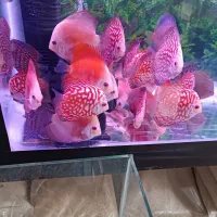 دیسکس|ماهی|اردبیل, |دیوار