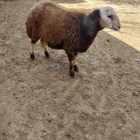 بره قوچ پلنگی بروجردی دوقلوزا هترو میش گوسفند بز|حیوانات مزرعه|قوچان, |دیوار