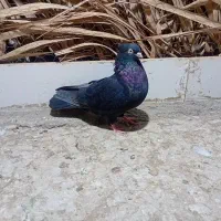 ستا کبوتر|پرنده|فهرج, |دیوار