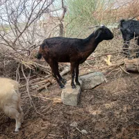 گوسفند فروشی شهرستان فاریاب|حیوانات مزرعه|کهنوج, |دیوار