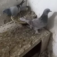 کبوتر ترکیه