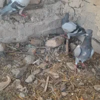 کفتر