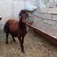 بره نر نژاد عالی