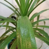 گل پاندانوس