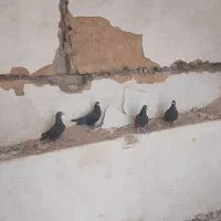 سیاه پلاکی زاغ پلاکی مسافتی|پرنده|شیراز, شهرک پرواز|دیوار