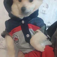 پامرانین خرسی نر