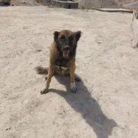 سگ سرابی