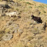 فروش دام زنده.بازدید در محل . اوگانیک|حیوانات مزرعه|کرج, باغستان|دیوار