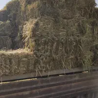 یونجه چین اول