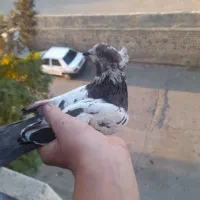 کفتر قلمکار