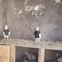 کبوتر|پرنده|بم, |دیوار