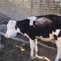 گوساله ماده سمینتال درجه یک بهترجنس