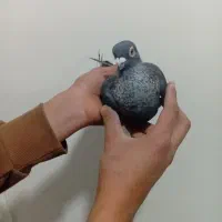 کبوتر|پرنده|نیشابور, شهرک اندیشه|دیوار