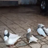 کبوتر طوقی نر