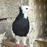 کبوتر طوقی ماده|پرنده|جم, |دیوار