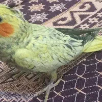 عروس هلندی|پرنده|جزنیک, |دیوار