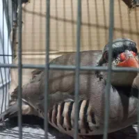 بلدرچین بالغ|پرنده|توکهور, |دیوار