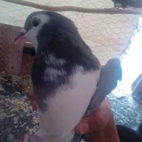 نر دمگیر خرقه|پرنده|شاهینشهر, گزبرخوار|دیوار