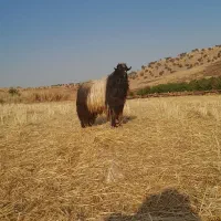 سابرین ،نر بز