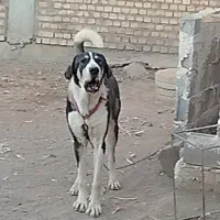 سگ پژدر|سگ|میاندوآب, |دیوار