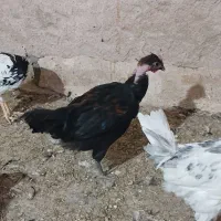 نیمچه خروس،فروش ویژه،متن اگهی مطالعه شود|حیوانات مزرعه|رودشت (اصفهان), |دیوار