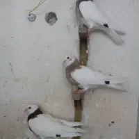 کبوتر|پرنده|شیراز, شیخ علی چوپان|دیوار